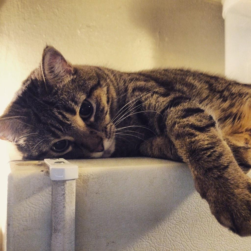 fmouthedfelines's tweet photo. I hate loving you. No wait: I love hating you. #therewego #feelsgood http://t.co/7sdV6XIW04