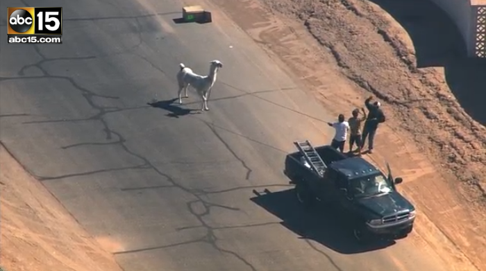 ZachsMind's tweet image. #FreeTheLlamas! RT @BuzzFeedNews: Llamas have been captured after chase through AZ streets buzzfeed.com/stephaniemcnea…