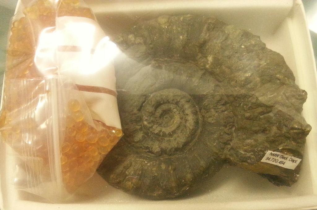 NMWPrevCons's tweet image. Pyritic ammonite with new indicating silica gel re-sealed in barrier film #PyriteDecay #RHcontrol