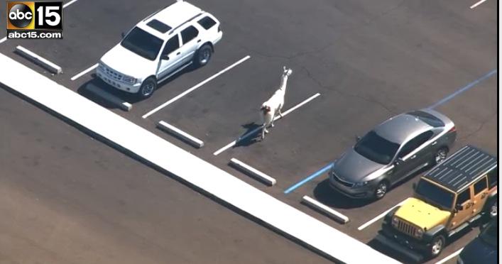 j0sie_xx's tweet image. OML😹😹  #llamas #freethellamas