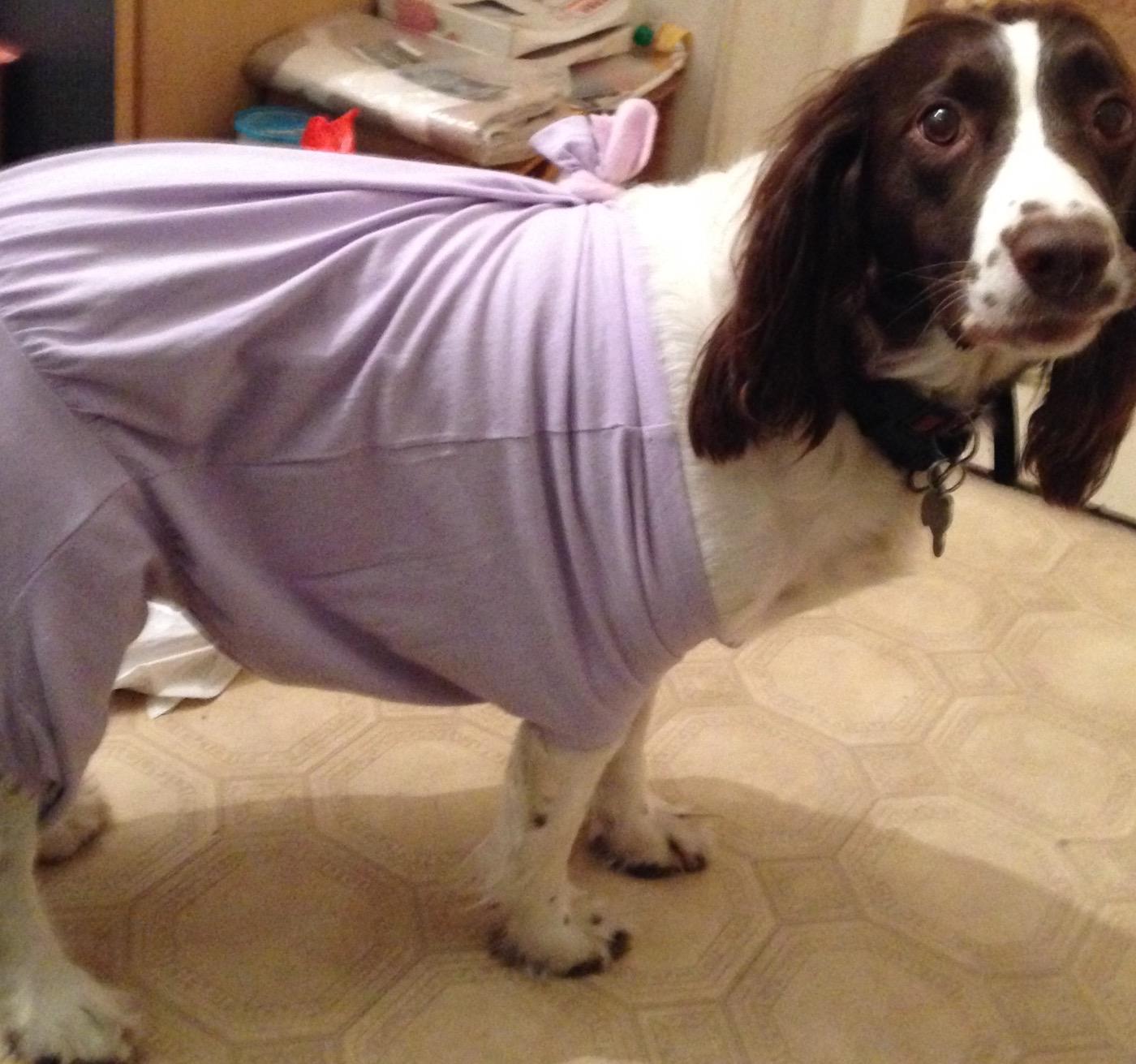 Tee shirt pour best sale chien après opération
