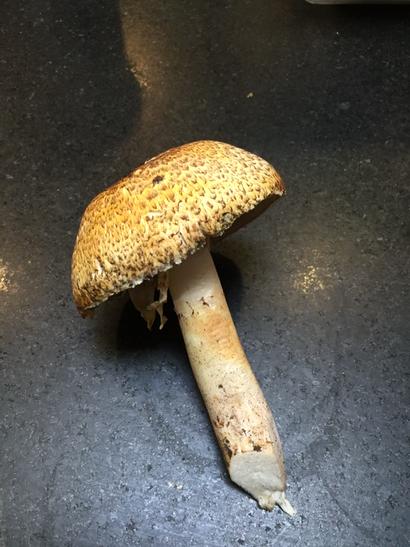 Local prince mushroom. Supposed to be amazing.