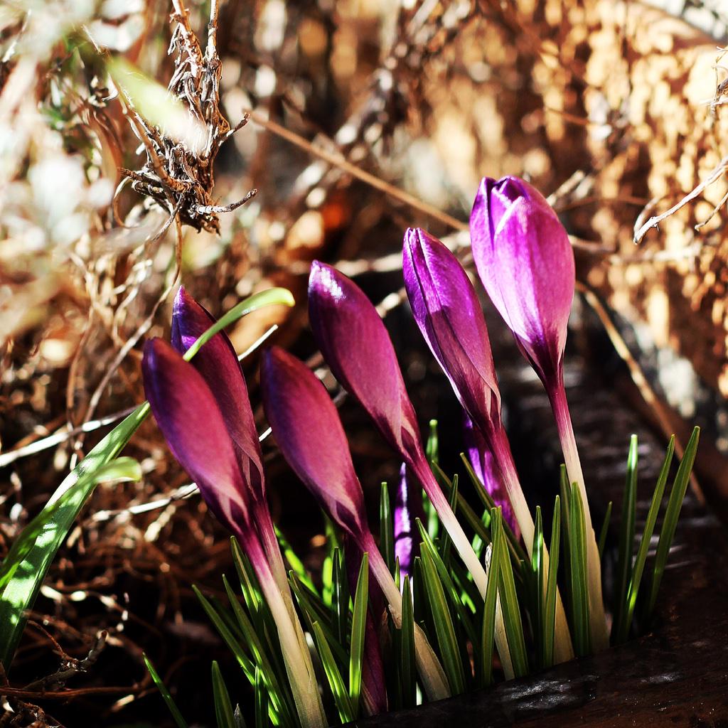 CaoimheMurph's tweet image. Crocuses standing to attention #crocus #flowers #flowerphotography #gardenchat #gardening #beauty #purple