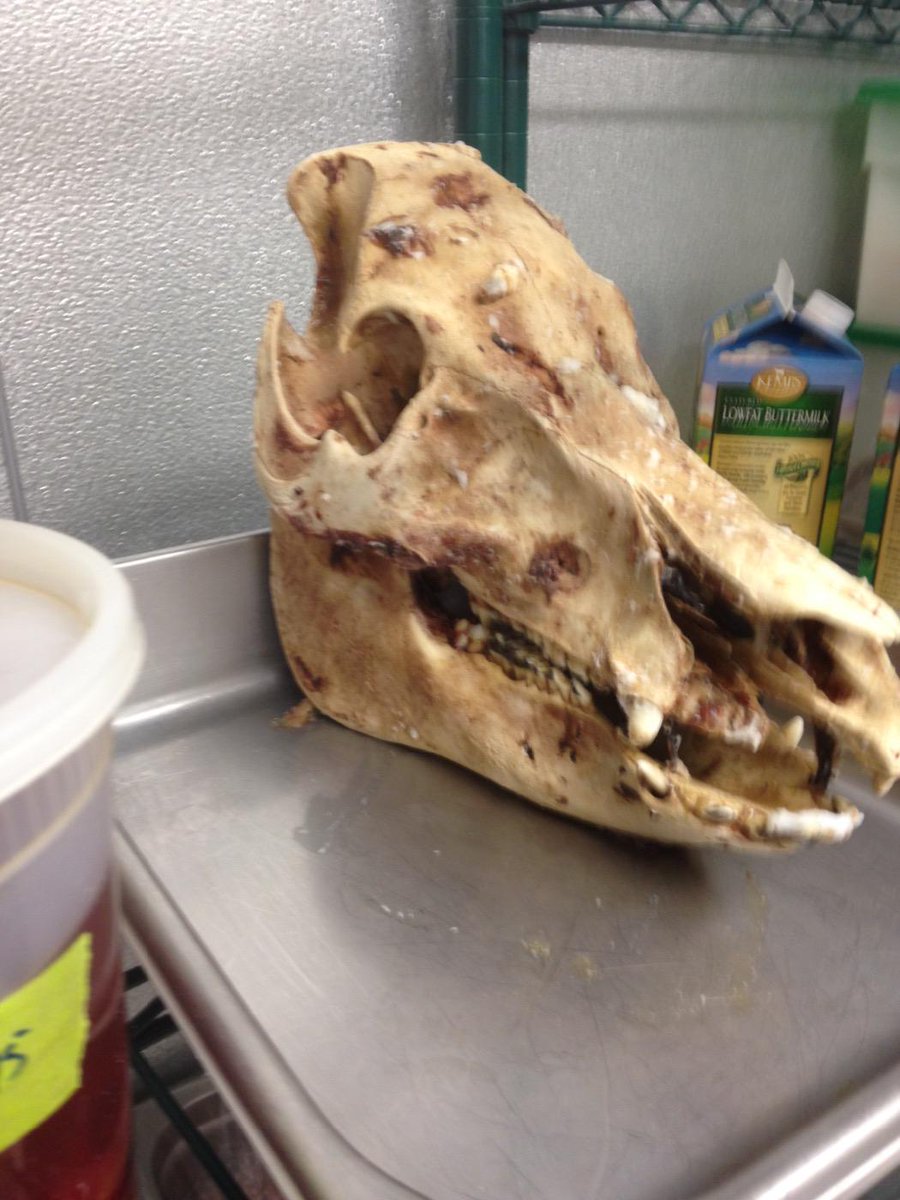 Nose to tail eating this Sunday @COCHON555 in Mpls. Ps this is the nose part.