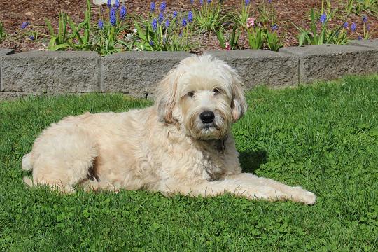 #PitchMadness #writingcompanions This is Layla, my sweet writing companion. :-)