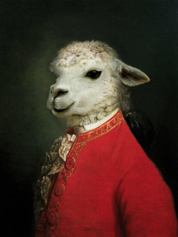 Wolfgang Llamadeus Mozart. #llamadrama
