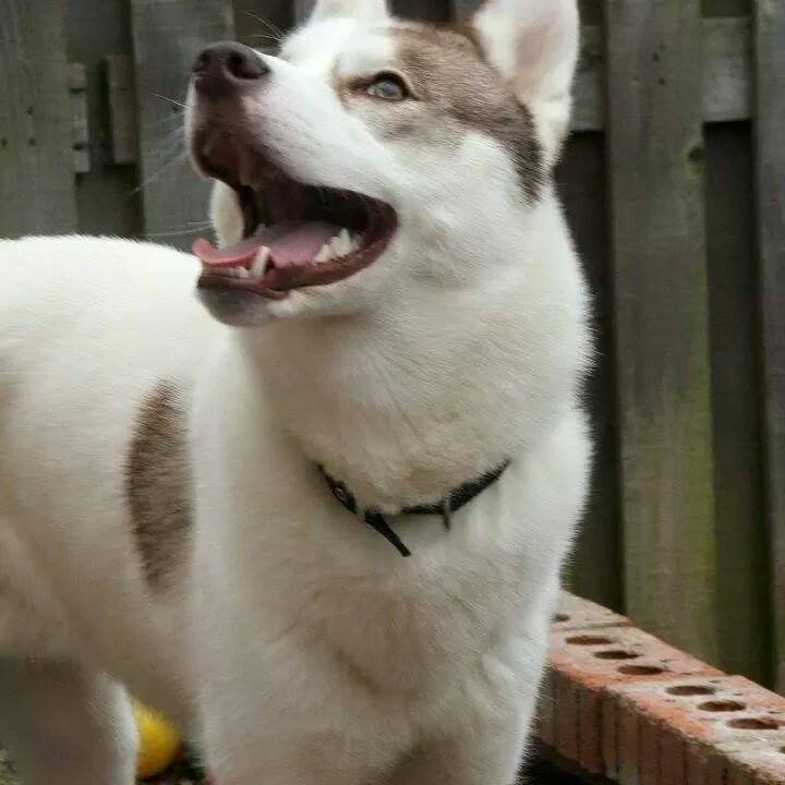 findmurphyhusky's tweet image. Sweet Dream Everyone, Tomorrow is a New Day #GetMurphyHome x