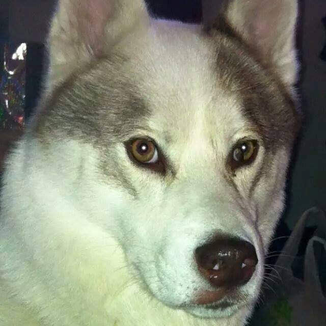 findmurphyhusky's tweet image. Sweet Dream Everyone, Tomorrow is a New Day #GetMurphyHome x