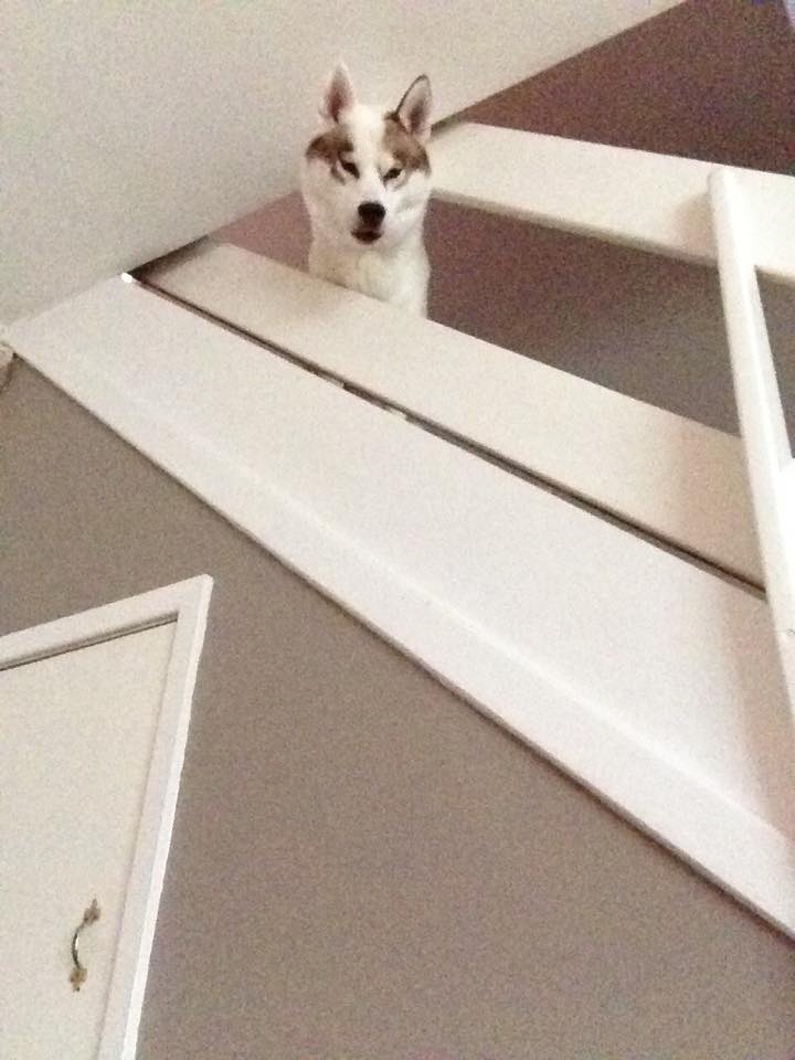 findmurphyhusky's tweet image. Sweet Dream Everyone, Tomorrow is a New Day #GetMurphyHome x