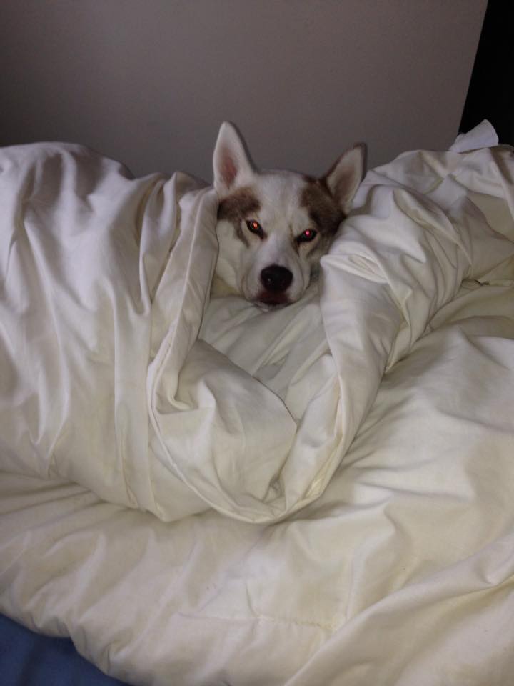 findmurphyhusky's tweet image. Sweet Dream Everyone, Tomorrow is a New Day #GetMurphyHome x