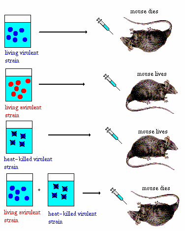 heybiologycoach's tweet photo. TODAYs #MICROBIOCHALLENGE:What did #Griffith's mouse experiment demonstrate?
https://t.co/0rLrhzIgem http://t.co/7m8VKIxbsk
