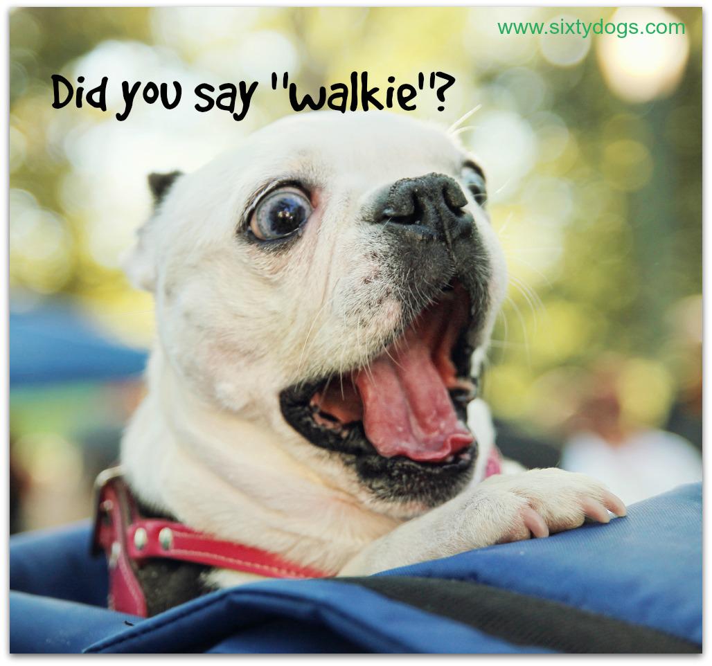 sixtydogs's tweet image. sixtydogs.com Australia's newest site to purchase a puppy from registered breeders! #sixtydogs