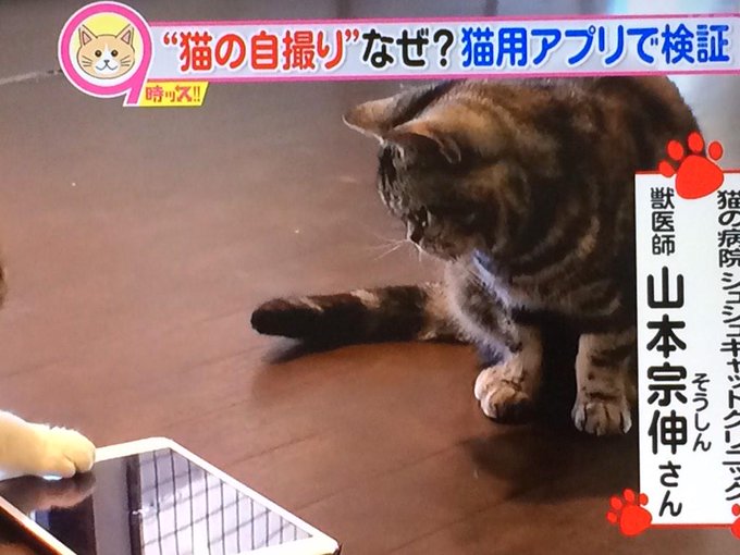 うちの猫が勝手にスマホで 自撮り してたんだけどw Matomehub まとめハブ うちの猫が勝手にスマホで 自撮り してたんだけどw Matomehub まとめハブ