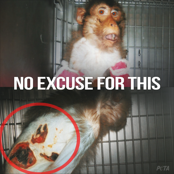 peta's tweet photo. LAST CHANCE: Your gift to help STOP cruel experiments like THIS will be DOUBLED until Friday! http://t.co/IO7ZQ1oHqH http://t.co/9a71Zvcioy