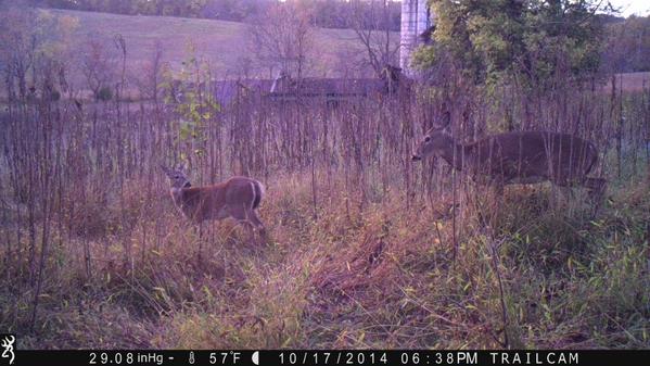 CamDressel's tweet photo. Nice pic of  a fawn looking back at her mother, with an abandon barn in the background http://t.co/O3ZKwk63jx