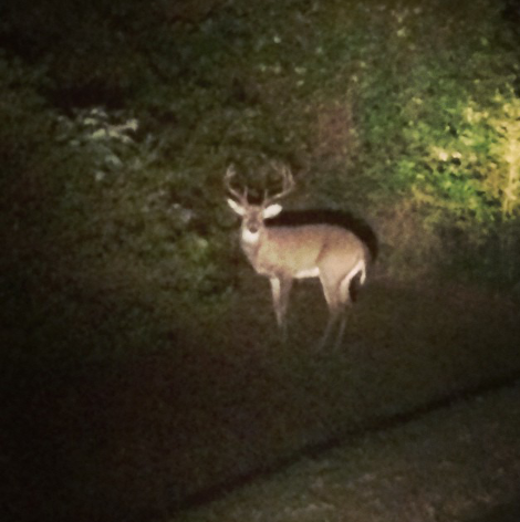 TeamThwacker's tweet photo. Nice one in the backyard! http://t.co/o8esXEZZNh
