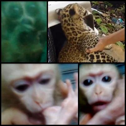 Kiko_Hernandez's tweet photo. El video que todos los amantes y defensores de los animales no os podéis perder... Ver aquí: http://t.co/sNQeqw1oBc http://t.co/k8NuloOI9f