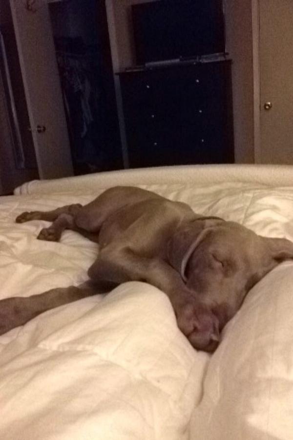 abumz's tweet photo. Wishin I was snuggling with my pup http://t.co/wiy6gdIE1w