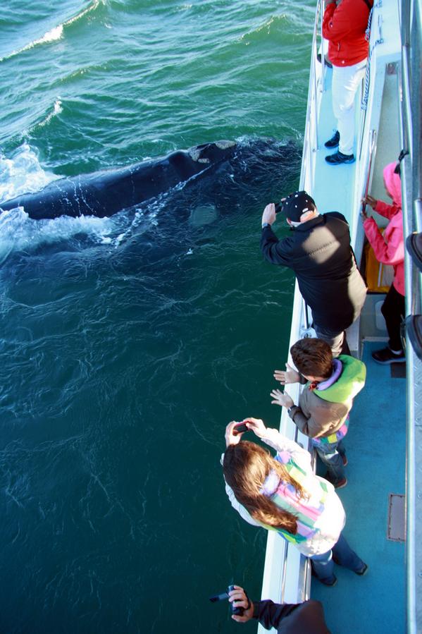 WhaleWatchingSA's tweet photo. Some photos taken by the Ivanhoe Sea Safaris Crew @WhaleWatchingSA http://t.co/XzQQALg0sX