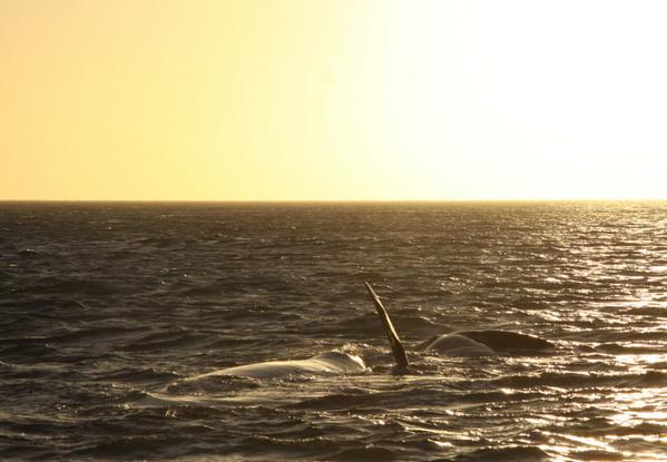 WhaleWatchingSA's tweet photo. More photos from previous trips http://t.co/N3Y0HAvwjU