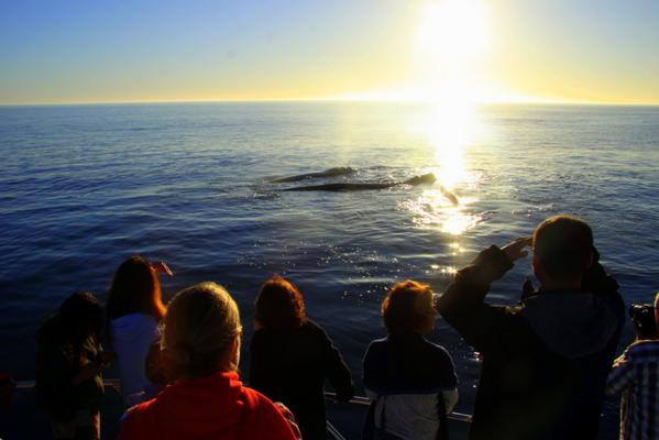 WhaleWatchingSA's tweet photo. http://t.co/VqNESoSiC8