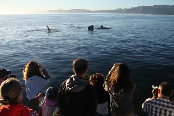 WhaleWatchingSA's tweet photo. http://t.co/VqNESoSiC8