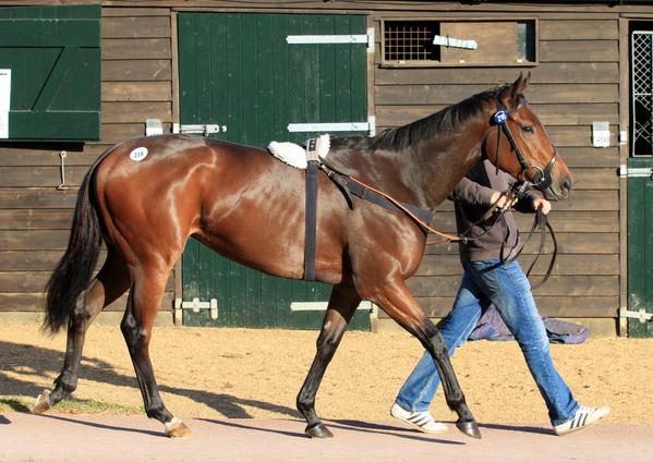 Baroda Stud tweet media