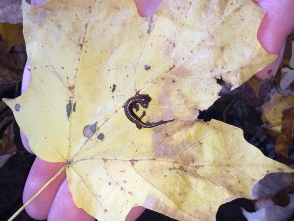 MacSalamanders's tweet photo. Photo of the day! We found this little guy all by himself.  A little baby red-backed #ENVB222 #photooftheday #socute http://t.co/k259FJfqY5