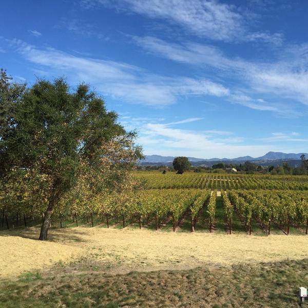 PourSipSavor's tweet photo. Beautiful day @BenoviaWinery #hlnweather #russianrivervalley @EpernayWines http://t.co/zghnGlMifj
