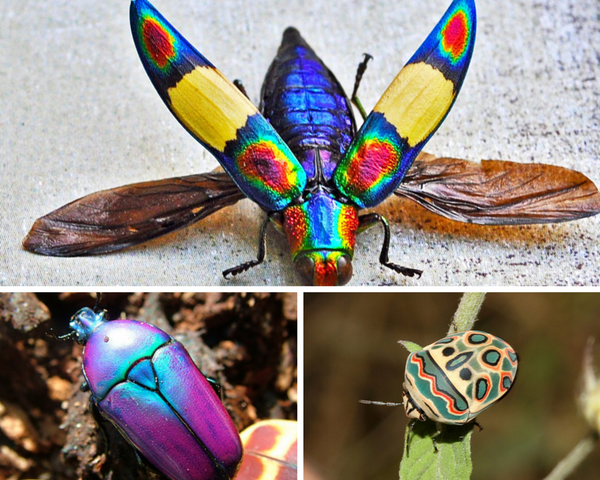 Featured Creature tweet media
