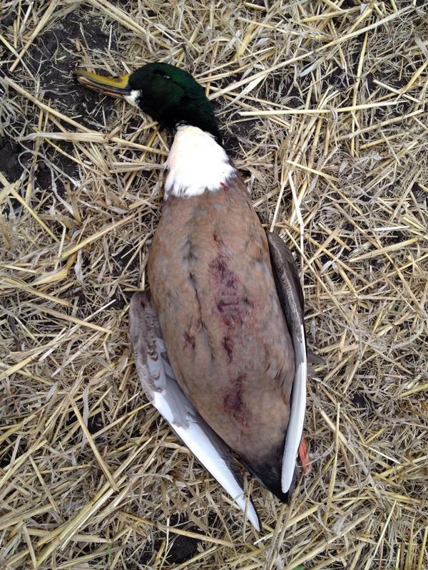 FDCalls's tweet image. Shot this cool looking duck this morning and can't tell what this Mallard is crossed with? Any ideas?