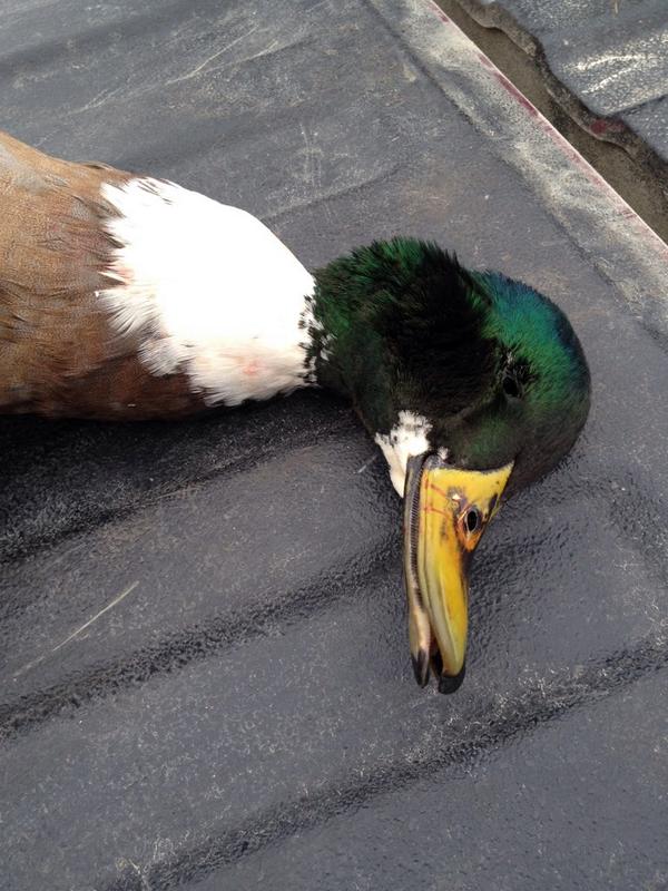 FDCalls's tweet image. Shot this cool looking duck this morning and can't tell what this Mallard is crossed with? Any ideas?