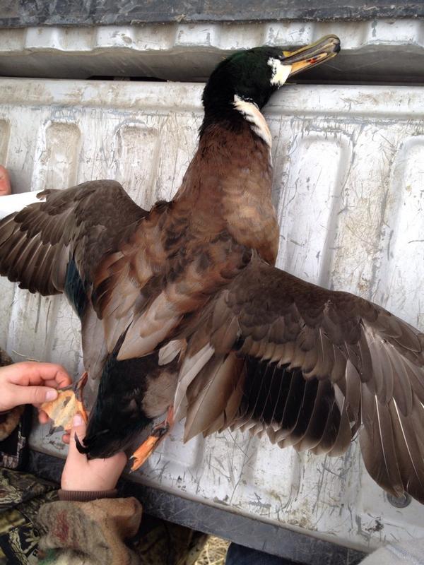 FDCalls's tweet image. Shot this cool looking duck this morning and can't tell what this Mallard is crossed with? Any ideas?