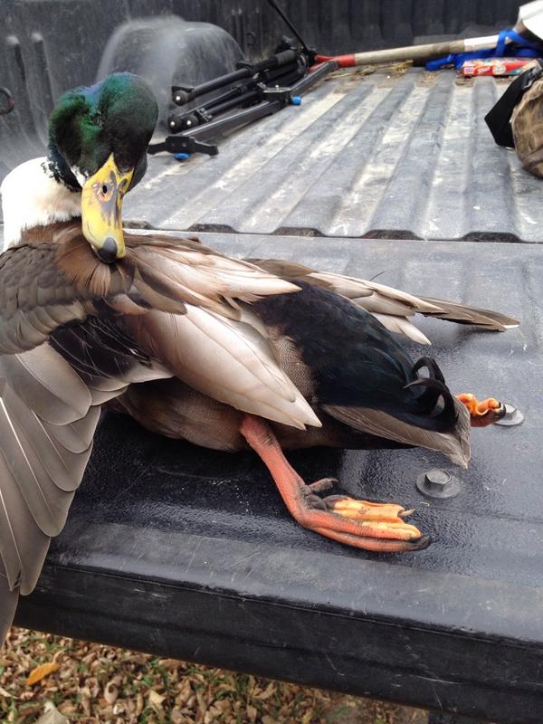 FDCalls's tweet image. Shot this cool looking duck this morning and can't tell what this Mallard is crossed with? Any ideas?