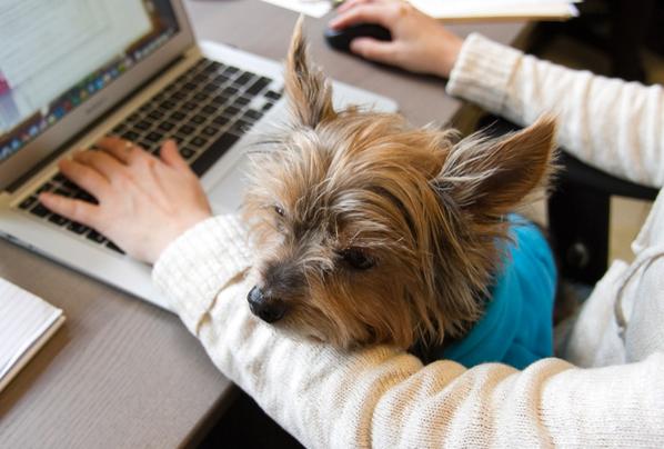 NYUWassEmployer's tweet image. Cuddle break! This is Max, our founder @adameskin's dog &amp;amp; #DigInn's mascot. –Margo, @diginn #dogfriendlyoffice