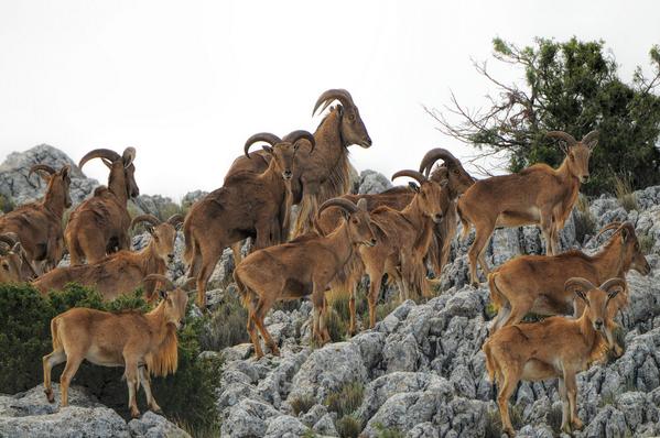 EL arrui o muflón Sierra Espuña #Murcia municipios de Alhama de Murcia,Totana,Aledo y Mula @murciaturistica