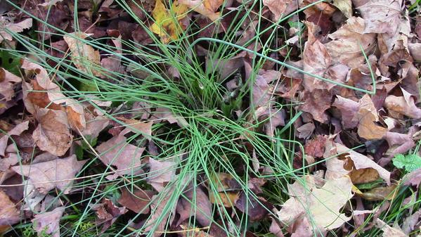 FORAGExFEAST's tweet photo. #FieldGarlic Returns = Allium vineale. Wild Free Food! Closely related to chives and scallions http://t.co/BgwyiP2vZc http://t.co/58nTcnwUmw