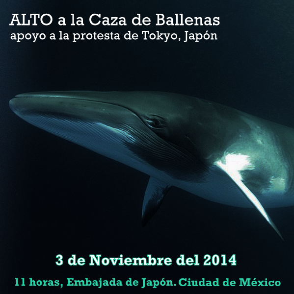 CetaceanMexico's tweet photo. Este 3 de Noviembre unete al "Anti Whaling day" y apoyemos a nuestros compañeros japoneses!! http://t.co/yj7CN83lUs