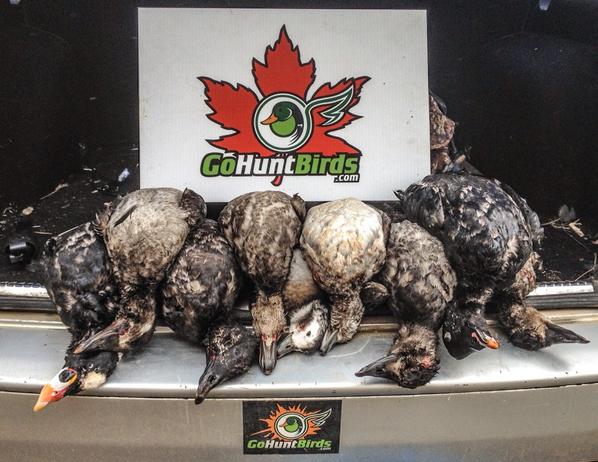 First #seaduck hunt...faired out pretty well. @GoHuntBirds <a href="/valleycallshunt/">Valley Calls</a> <a href="/brendon_veerman/">Brendon Veerman</a> <a href="/townofannapolis/">Annapolis Royal</a>