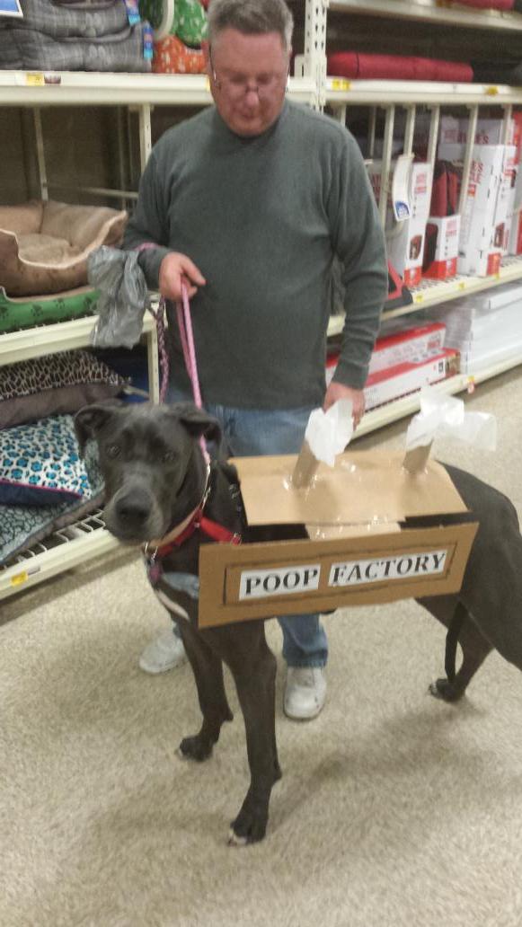 SherriBencze's tweet photo. Jake is one of our regulars...most original by far! #inspiredbypets #ecpetm #howloweenevent http://t.co/q7Mk5dF0u2