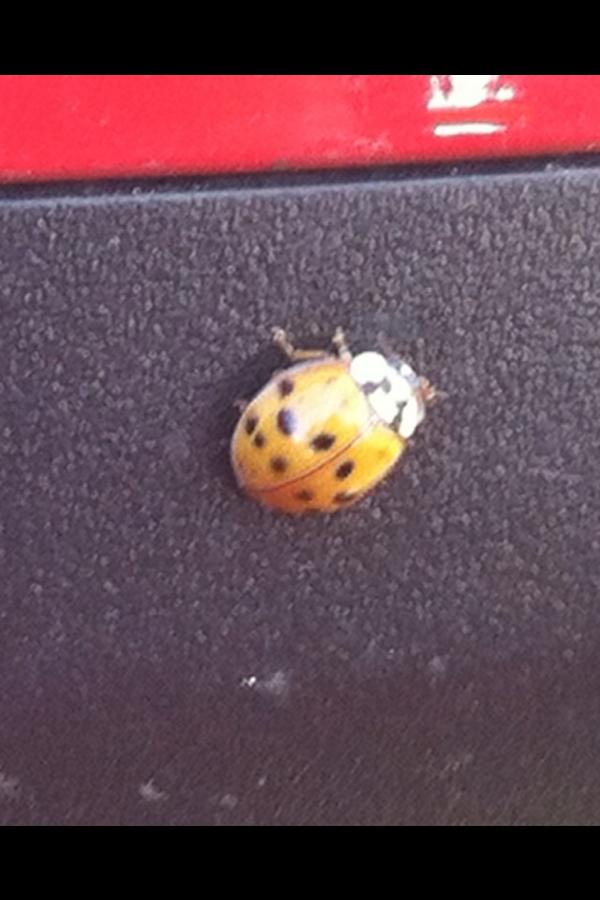 AnnieMcNugget's tweet image. @dinamanzo A sweet little orange ladybug landed on my car as I was washing the windows! #projectladybug 🐞