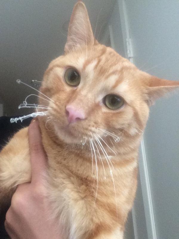 My cat just burned his whiskers off JASMINE VILLEGAS Scoopnest