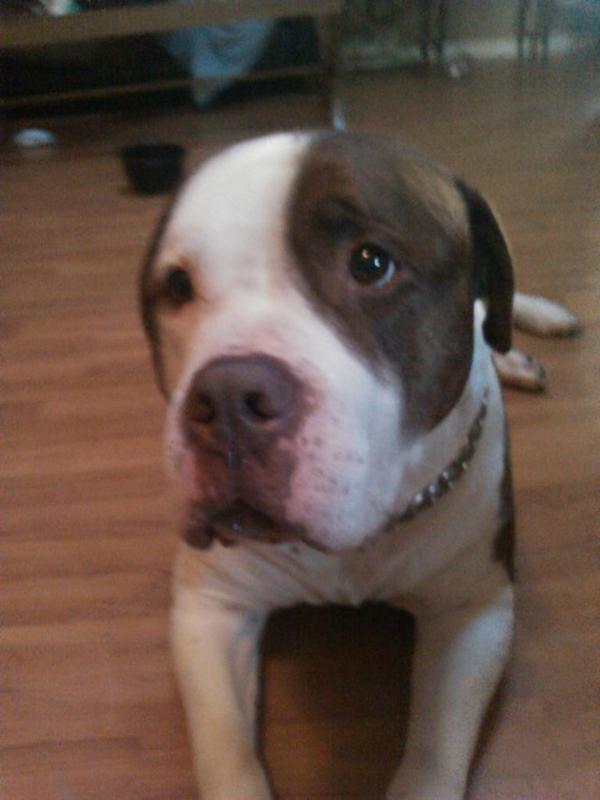 andsieg1589's tweet photo. Chillen with my best bud and two massive pit bulls eating  delivery pizza next bonfire  # great day http://t.co/4wkJDSUez3