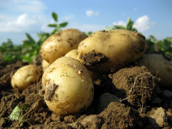 Prijetne krompirjeve počitnice! #pocitnice