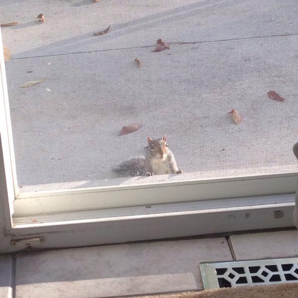 jonsmithmusic_'s tweet photo. Hey little guy #friendlysquirrel http://t.co/0BBiqcZog3