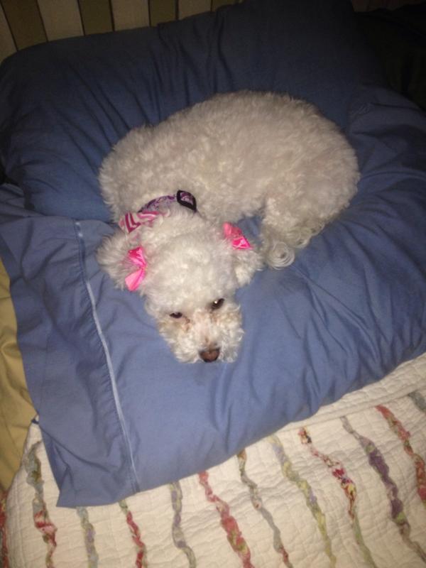 EoffGarry's tweet photo. Highly recommend cking out rescued animals! Darcy (formerly Natalia) has been a joy since moving frm FWorth. Love her http://t.co/AF5vUgytPb