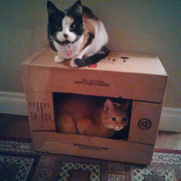 Box inspection: getting ready for #catboxsunday. Chloe and Midna #cat