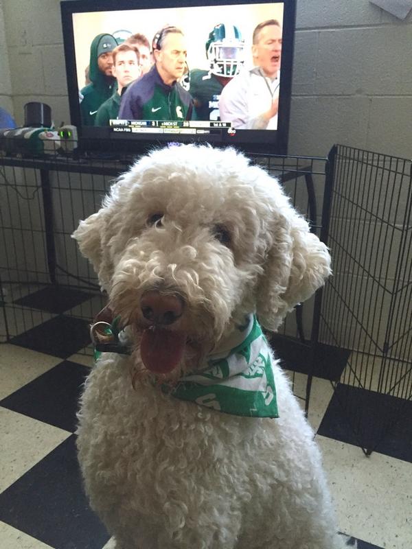WonderDogRanch's tweet photo. #MSU Lily posing for a victory. Her cheering helped. @AnnieMosbacher @SaraWelchKTLA @houndsofhope @MSUFootballClub http://t.co/PuIyhlpXnp