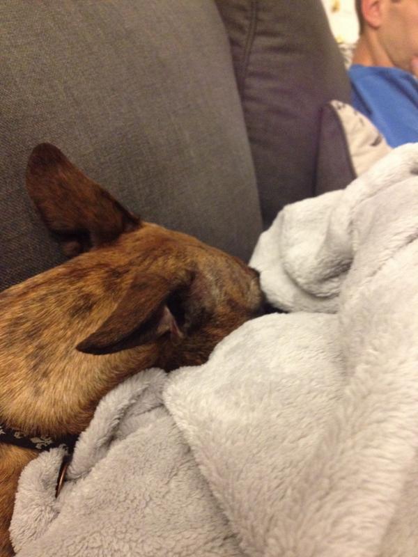 alwayschocolate's tweet photo. Too intense. Dog can't handle. #WeAre #PennState http://t.co/y9QDQiVVl4