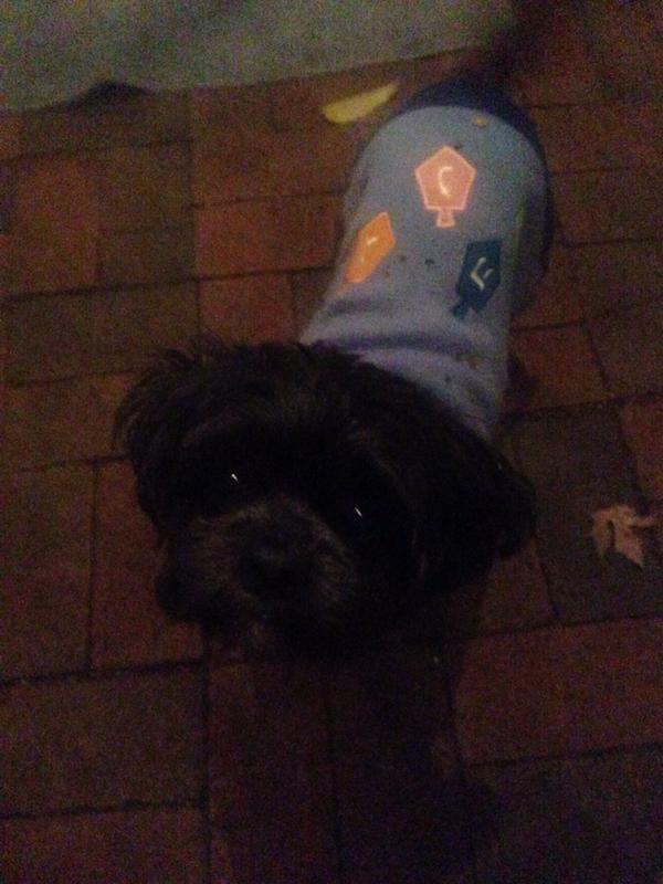 AW_AmazingRace's tweet photo. Dreidel doggie! #cincyshakes #halloween #mignon http://t.co/OP9EX3TF0w
